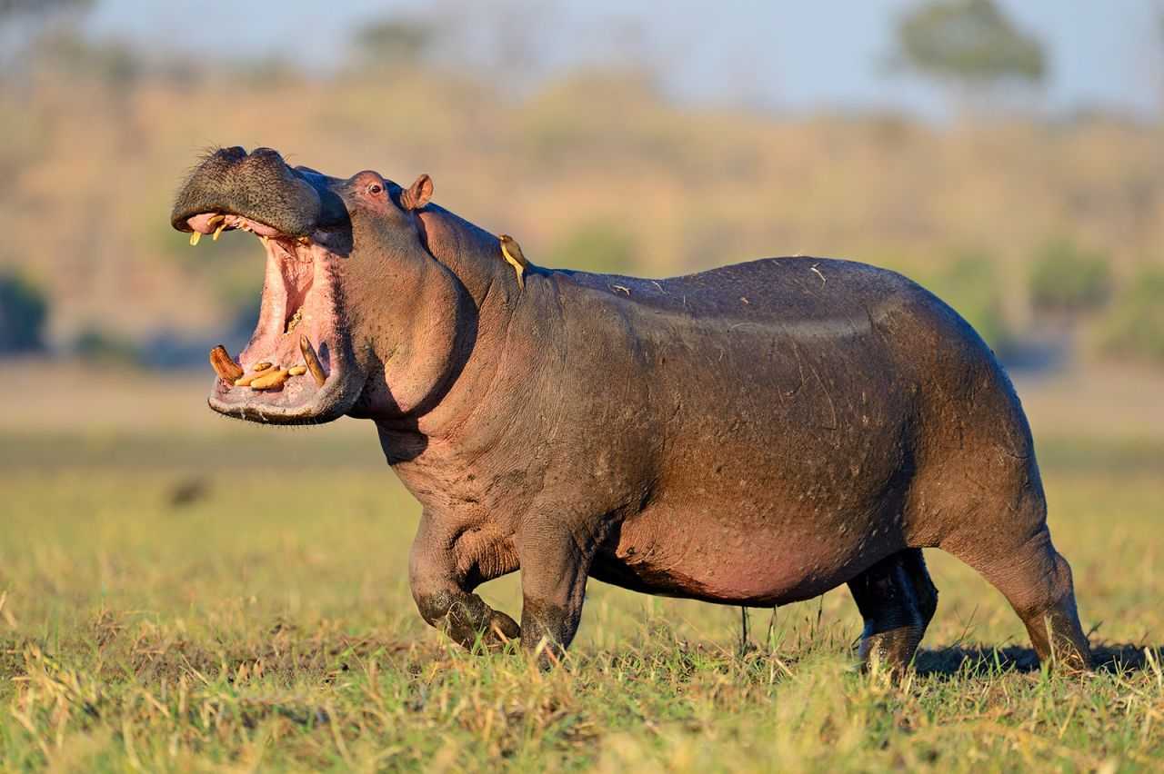 Hippos are at home in the water or on land. This hippo was in Chobe National Park, located in the famed Okavango Delta of northern Botswana.
